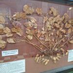 South Burnett Visitor Information Centre Kingaroy