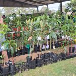 Nanango Markets