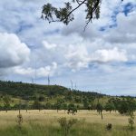 Coopers Gap Wind Farm