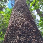 South Burnett - Bunya Mountains National Park