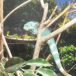 Hartley's Creek Crocodile Farm