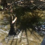 Hartley's Creek Crocodile Farm