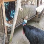 Hartley's Creek Crocodile Farm