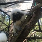 Hartley's Creek Crocodile Farm
