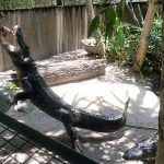 Hartley's Creek Crocodile Farm