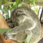 Hartley's Creek Crocodile Farm