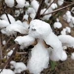 Cotton Farm at Mareeba
