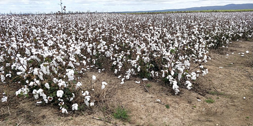 Cotton Farm Mareeba