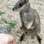 Granite Gorge Nature Park