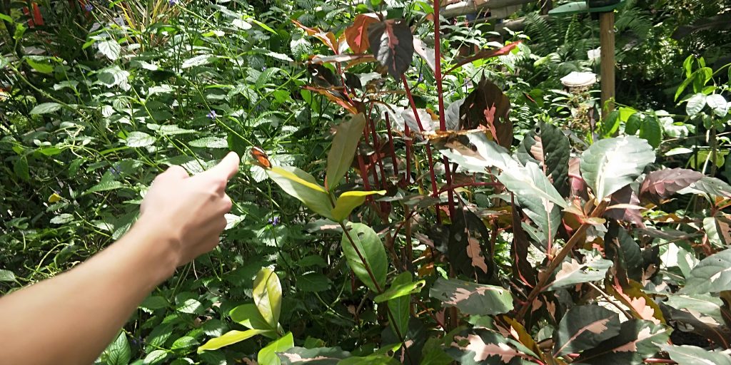 Butterfly Sanctuary