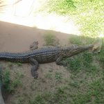 Rainforestation Nature Park