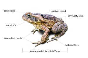 Cane toad