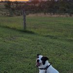 Travelling with pets (dogs) Bella