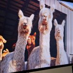 Things to do exploring Australia