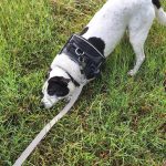 Travelling with pets (dogs) Bella