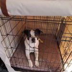 Bella in cage with canvas cover