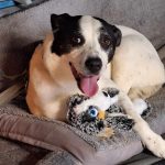 Travelling with pets (dogs) Bella