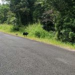 Dad and baby - Wild Cassowary