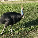 Wild Cassowary