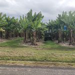 Banana Farm