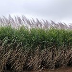 Sugar Cane