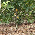 Cocoa pods on a Cocoa tree