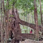 Mossman Gorge Circuit walk