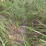 The track got overgrown in places