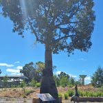 lots of beautiful bottle trees in this area