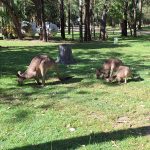 lots of wildlife at the Big 4