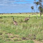wild emu