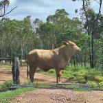 Guarding the fossicking area